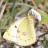 68879 – Photo : Pascal Vigneron – France (52)