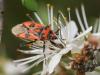 68433 – Photo : Sylvain Houpert – France (77)