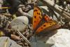 68544 – Photo : Bernard DELEFOSSE – France (84)