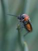 Dolerus sp.