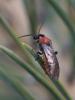 68626 – Photo : Sylvain Houpert – France (77)
