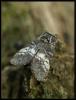 68036 – Photo : Olivier Bouteleux – France (37)