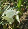 68431 – Photo : Arnaud Jean-Pierre – France (66)