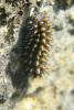 68353 – Photo : Nicolas Alric – France (12)