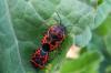 68407 – Photo : Nicolas Alric – France (12)