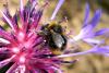 68644 – Photo : Nicolas Alric – France (12)