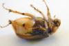 68760 – Photo : Nicolas Alric – France (12)