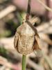68616 – Photo : Sylvain Houpert – France (77)