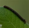 68363 – Photo : Pelouard – France (72)