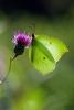 68920 – Photo : Bernard DELEFOSSE – France (26)