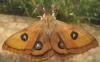 68181 – Photo : Axel Dehalleux – France (89)