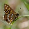 68867 – Photo : Pascal Vigneron – France (52)