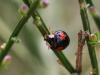 68439 – Photo : Sylvain Houpert – France (77)