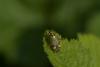 68994 – Photo : Michel Renou – France (78)