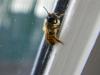 68247 – Photo : Nicolas Alric – France (12)