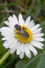 68248 – Photo : Nicolas Alric – France (12)