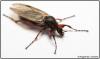 68541 – Photo : Alan Antsmania – France (78)