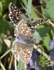 68515 – Photo : alain Roujas – France (31)