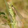 68986 – Photo : Bernard VENEAU – France (41)