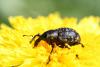 68886 – Photo : LEFEBVRE Jonathan – France (67)