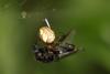 68457 – Photo : Dominique THAUVIN – France (45)