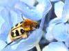 68777 – Photo : patrick derennes – France (44)