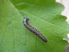 68845 – Photo : nelyen – France (13)
