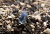 68797 – Photo : Dominique THAUVIN – France (45)