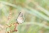 68832 – Photo : Dominique THAUVIN – France (45)