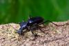 Carabus intricatus