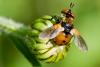 68786 – Photo : Joseph Rezeau – France (35)
