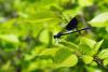 Calopteryx splendens
