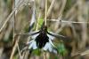 68438 – Photo : Bernard DELEFOSSE – France (84)
