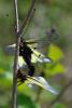 Libelloides coccajus