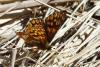 68749 – Photo : Bernard DELEFOSSE – France (26)