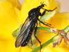 68171 – Photo : Bernard BOHER – France (09)