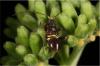 Miris striatus