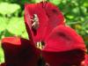 68586 – Photo : Gilles Roux – France (75)