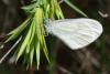 68342 – Photo : Bernard DELEFOSSE – France (84)