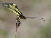 68882 – Photo : Pascal Vigneron – France (52)