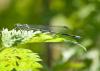 68606 – Photo : Vecho – France (85)