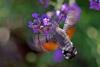 68594 – Photo : Bernard DELEFOSSE – France (84)