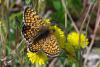 68444 – Photo : Bernard DELEFOSSE – France (84)