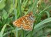 68785 – Photo : Martine Giban – France (36)