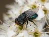 68437 – Photo : Sylvain Houpert – France (77)