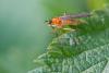 68810 – Photo : Daniel Ventard – France (71)