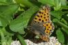 68343 – Photo : Bernard DELEFOSSE – France (84)