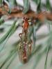 68628 – Photo : Sylvain Houpert – France (77)