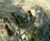 68748 – Photo : Serge Couy – France (26)
