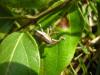 68025 – Photo : Dominique THAUVIN – France (45)